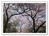 見上げると満開の桜が！