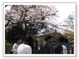 桜並木を抜けます